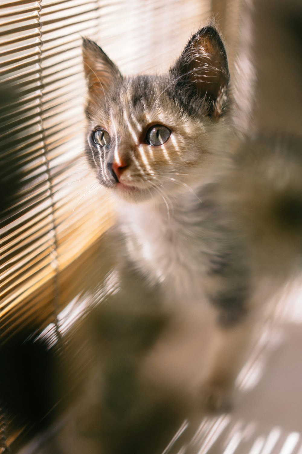 brown, black, and white calico kitten standing near brown window blind