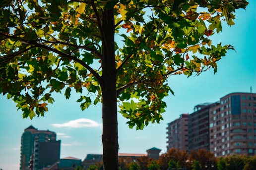 A tree with green and yellow leaves stands in the foreground. In the background, there are several tall buildings with a clear blue sky. The scene suggests an urban environment merging with nature.