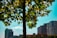 A tree with green and yellow leaves stands in the foreground. In the background, there are several tall buildings with a clear blue sky. The scene suggests an urban environment merging with nature.