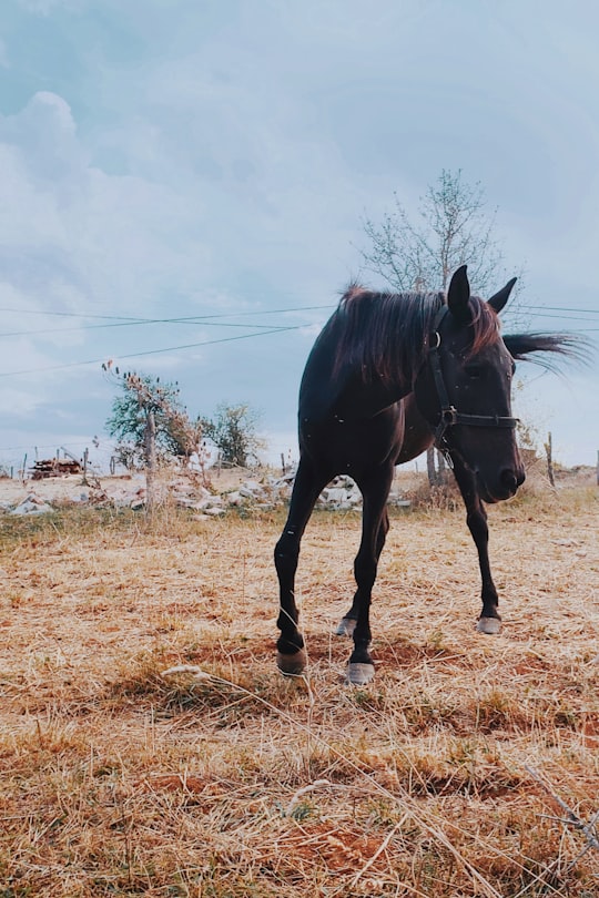 black horse on brown grass field during daytime in Daday Turkey