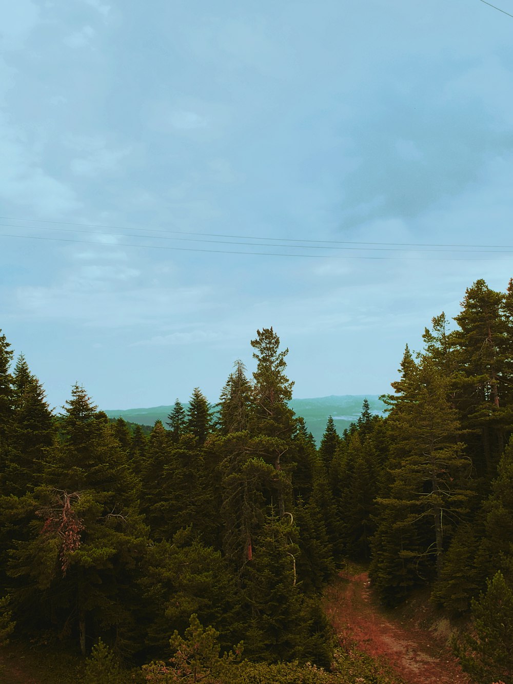 green pine trees under blue sky during daytime