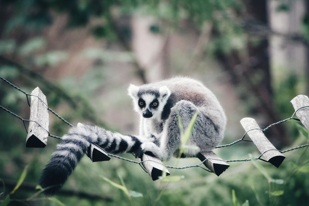 black and white animal standing on hanging ladder