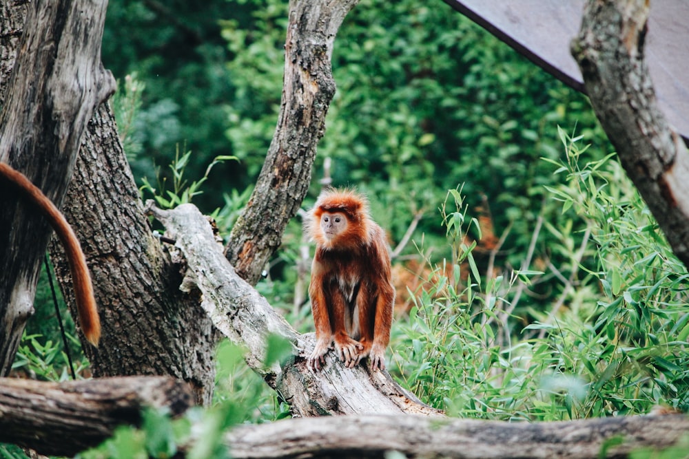 photo of brown monkey sitting on logs