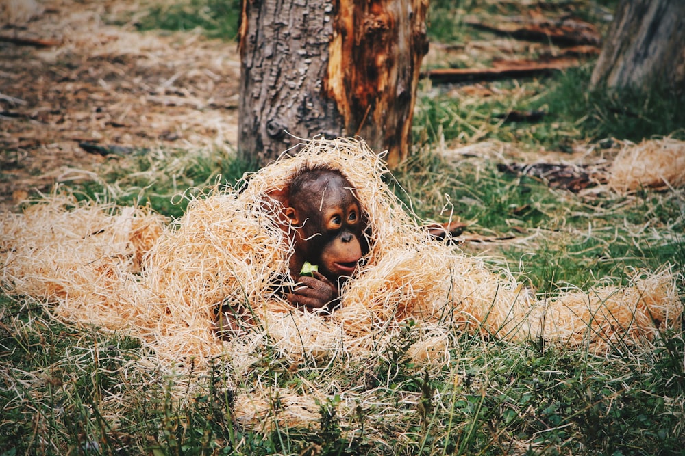 baby chimpanzee covered in straws