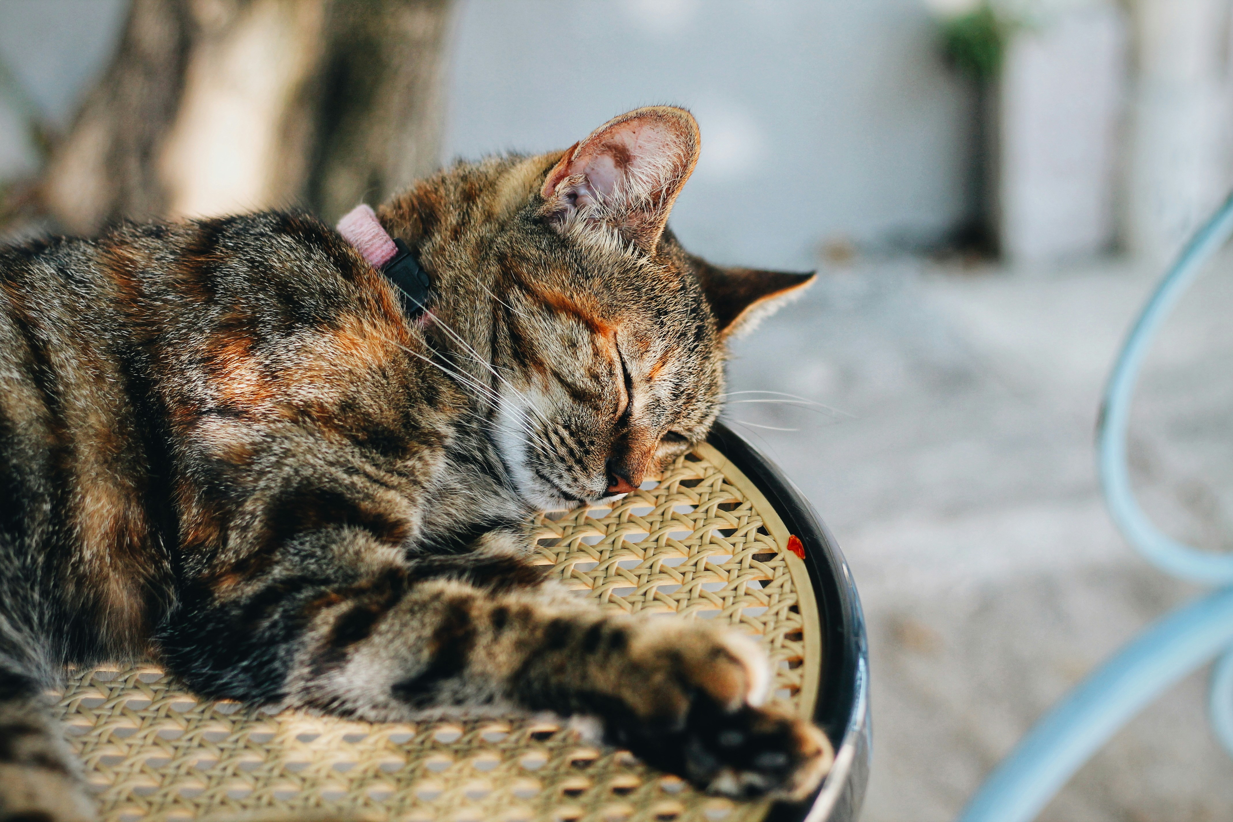 selective focus of sleeping cat on chair
