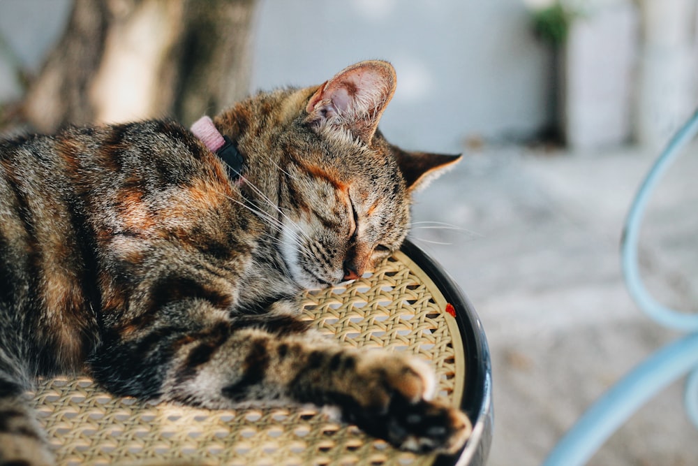 selective focus of sleeping cat on chair