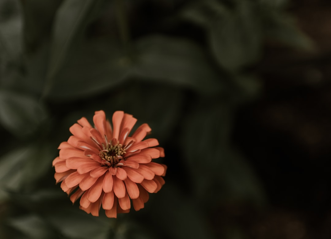 beige petaled flowers