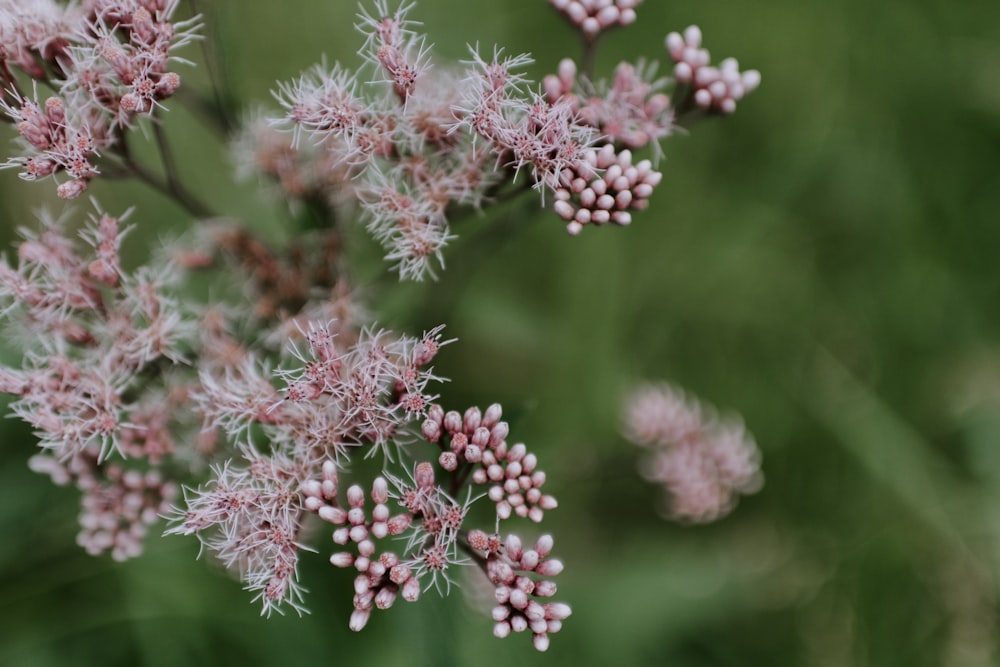 selective focus photography of beige petaled flowers