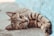 short-coated brown cat
