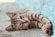 short-coated brown cat