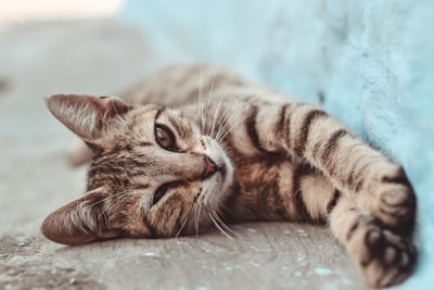 Effektive Techniken: Katzenverhalten ändern und beide Fellnasen glücklich halten