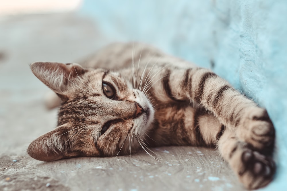 short-coated brown cat