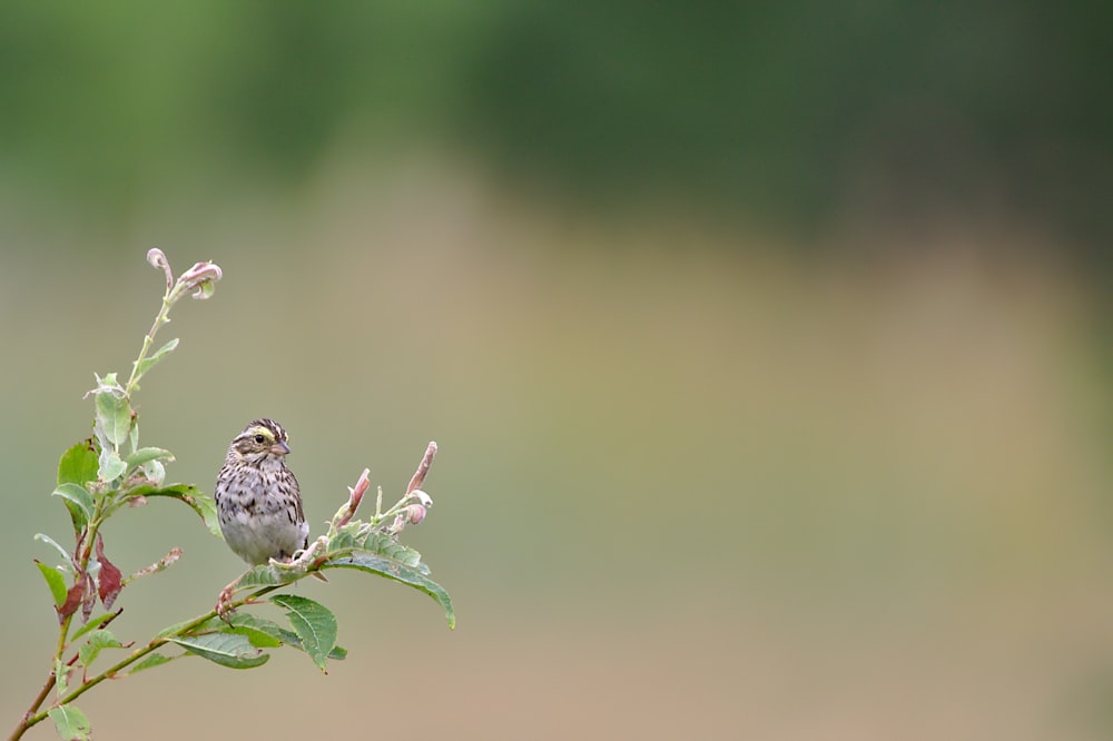 Foto de enfoque selectivo de pájaro gris posado en una rama