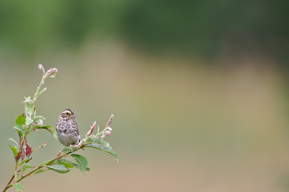 selective-focus photo of gray bird perched on branch