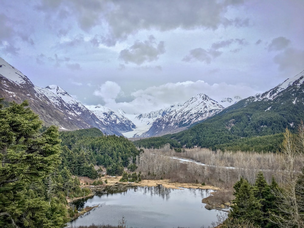 green forest near body of water