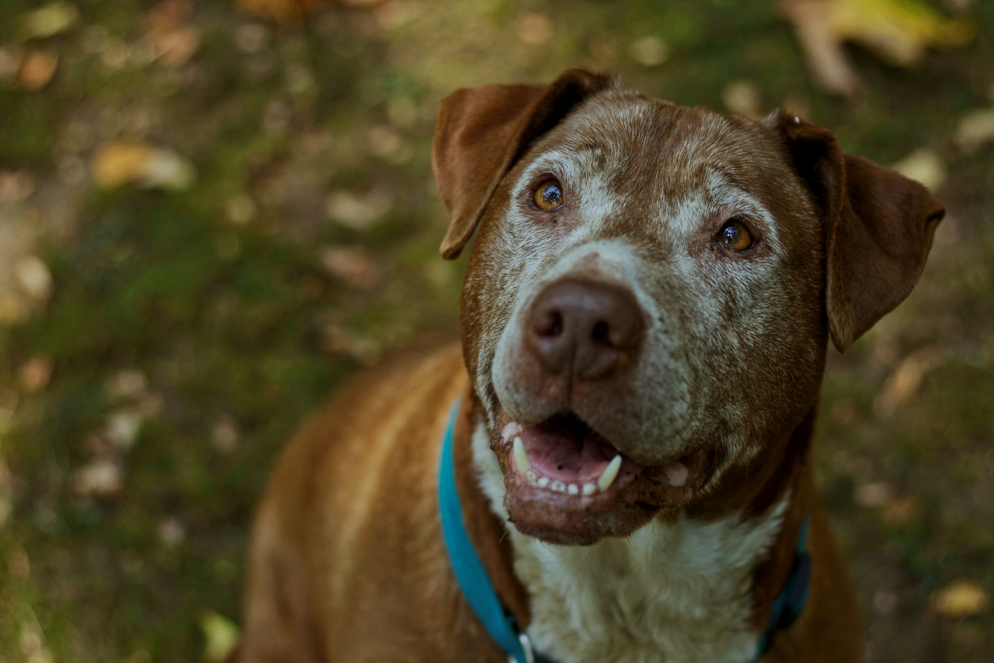 pitbull mastiff mix