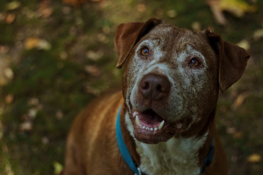 white and brown dog