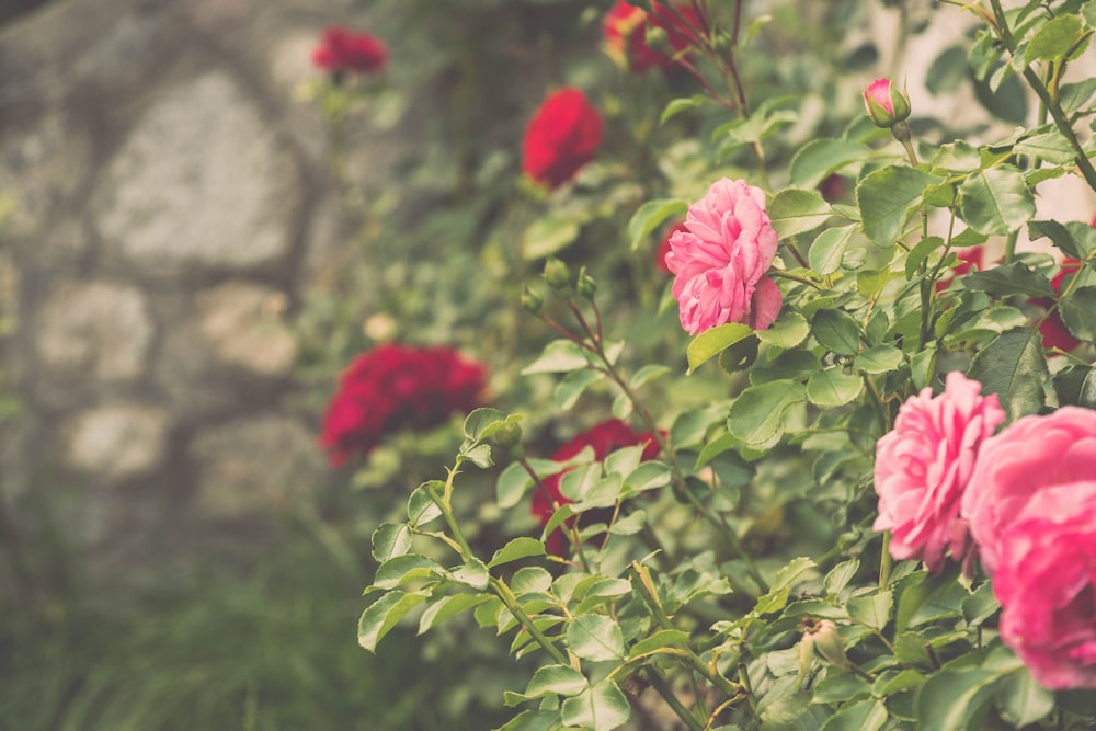 pink petaled flower