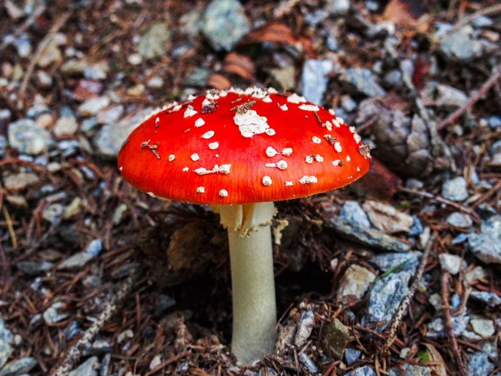 fungo rosso e bianco