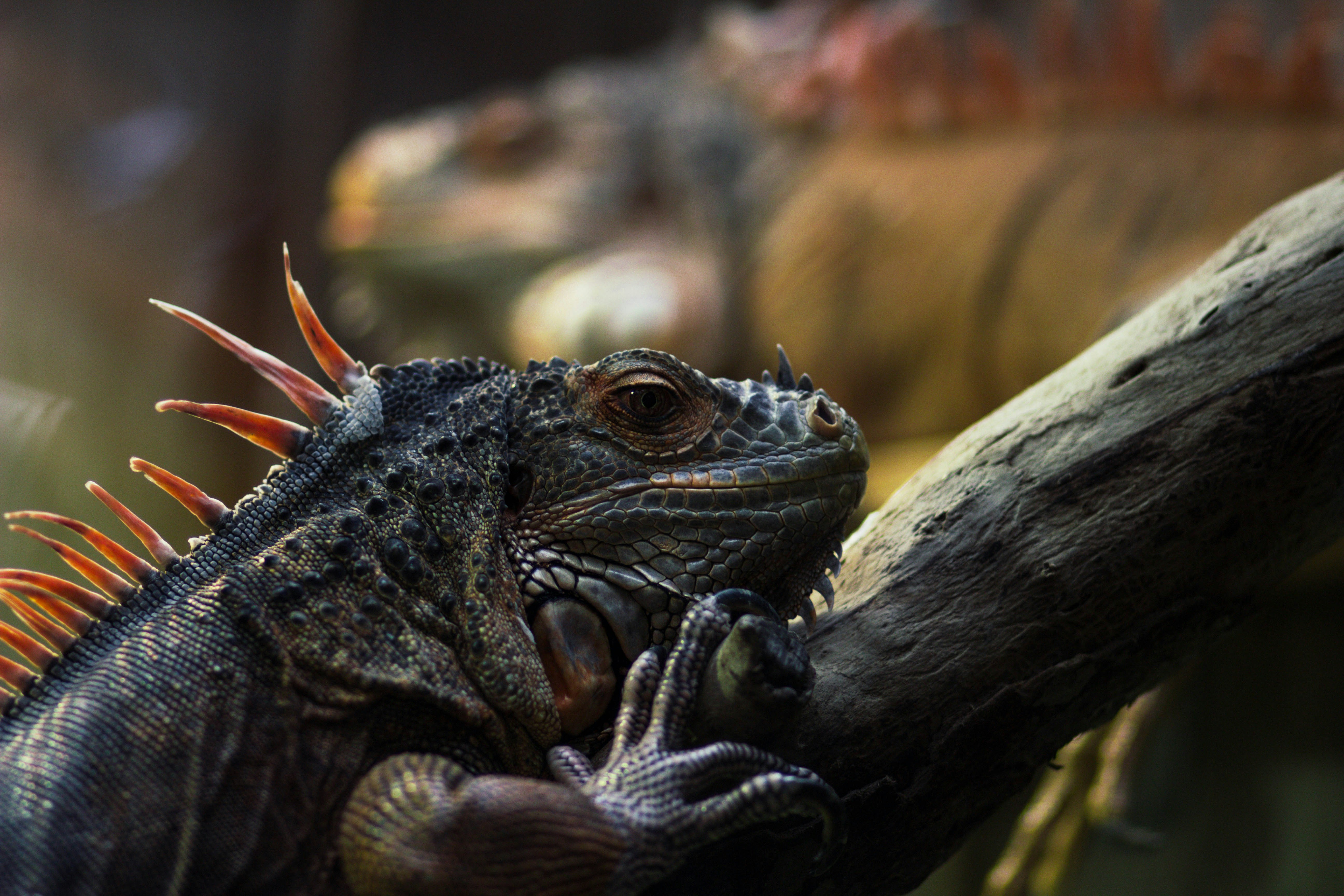Overcoming Biting Behavior In A Pet Iguana