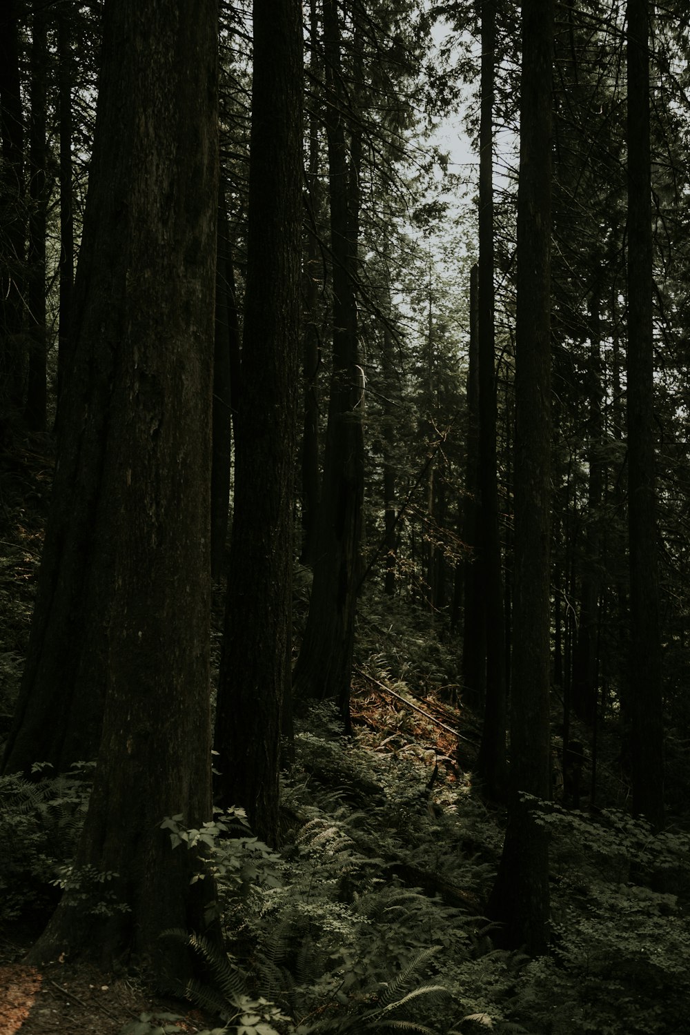 green trees during daytime