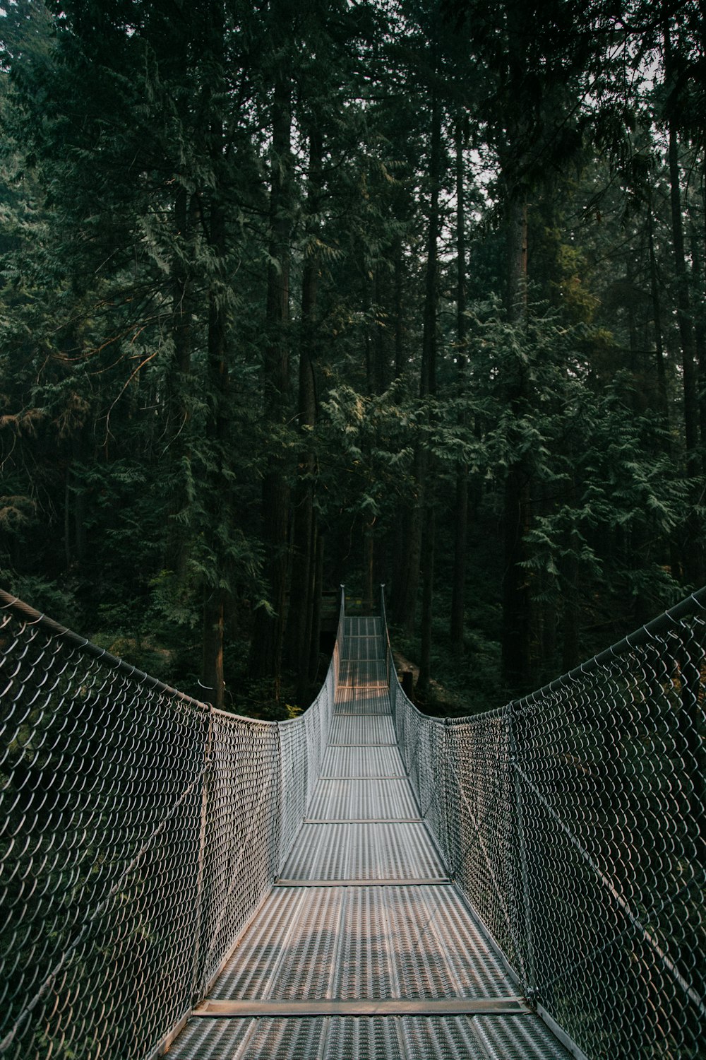 昼間の木々の間の灰色と茶色の吊り橋