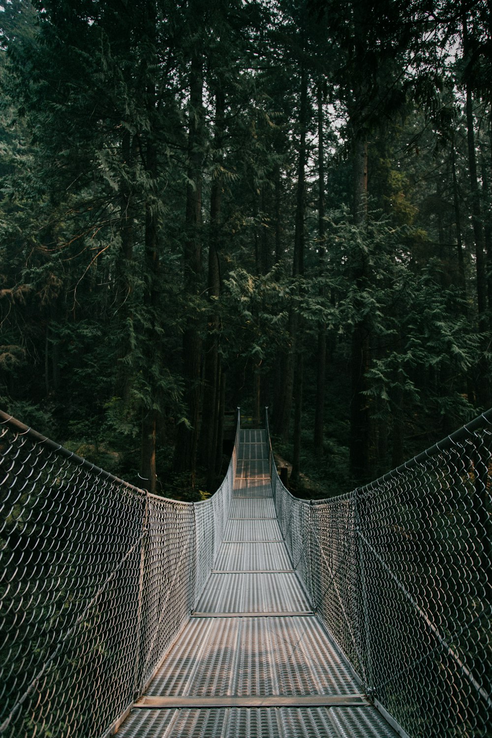 gray and brown hanging bridge on between trees at daytime