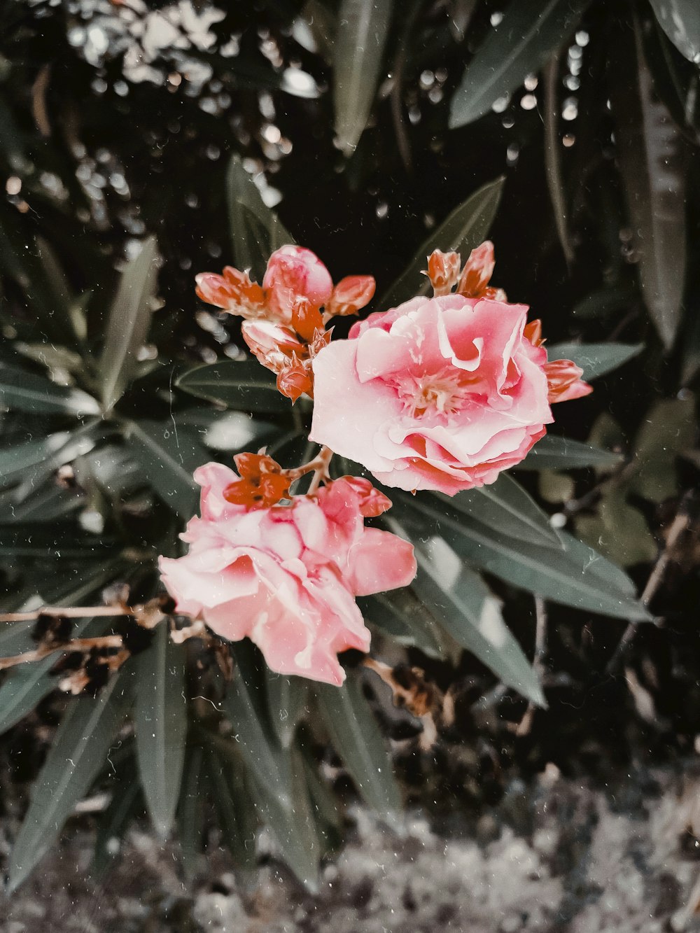 pink petaled flowers