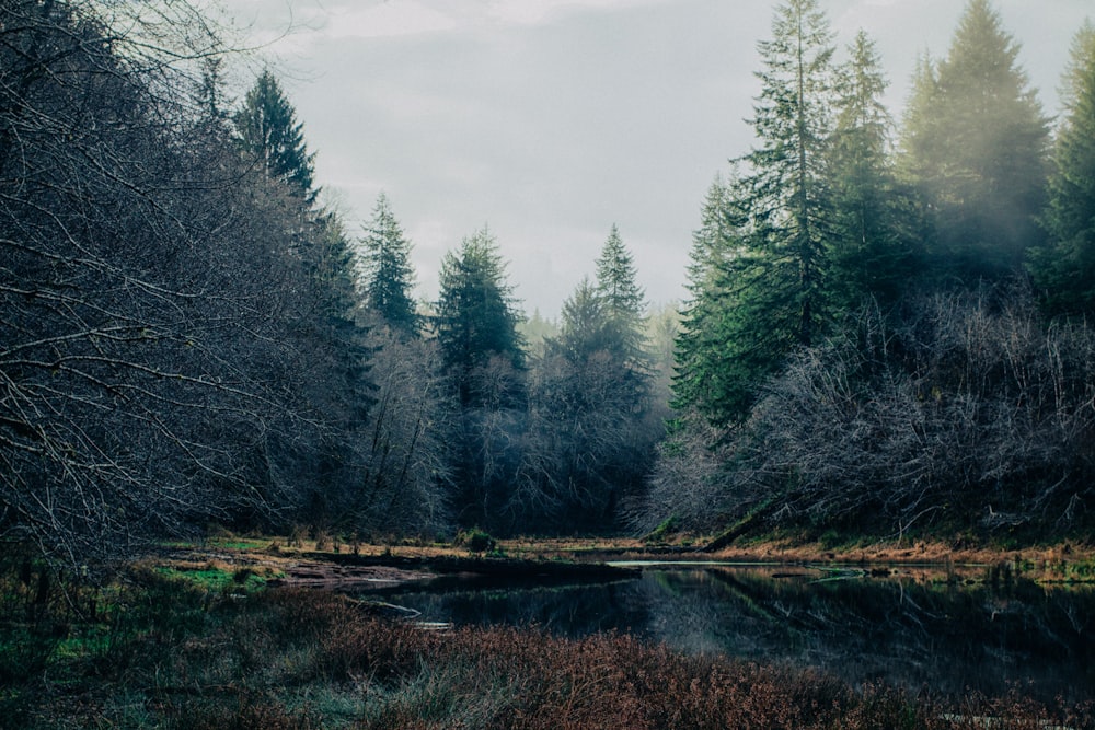 green pine trees beside river during daytime