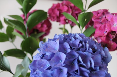 A vibrant display of fresh hydrangeas in various colors.