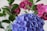 A vibrant display of fresh hydrangeas in a garden setting.