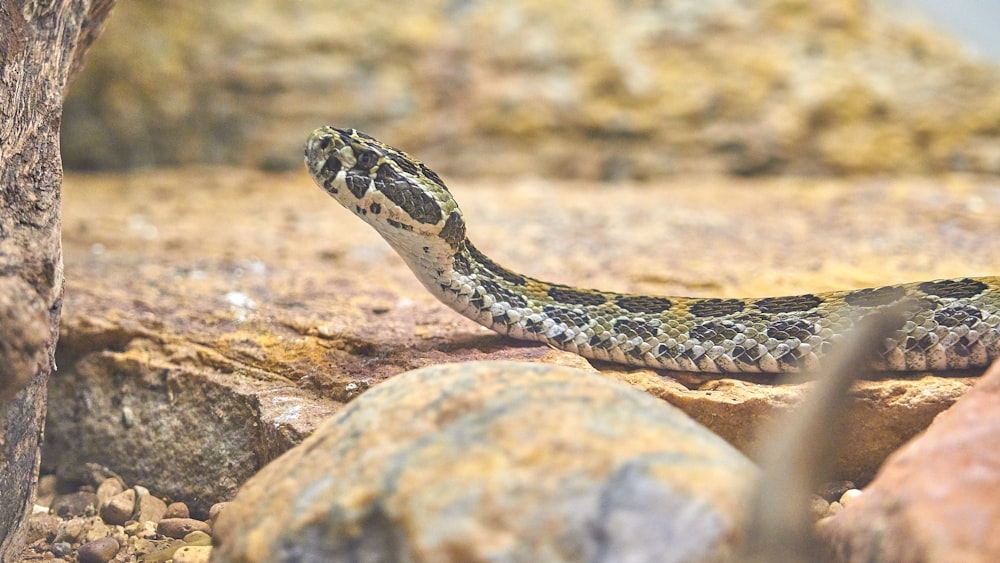 tilt-shift lens photography of a gray snake on ground