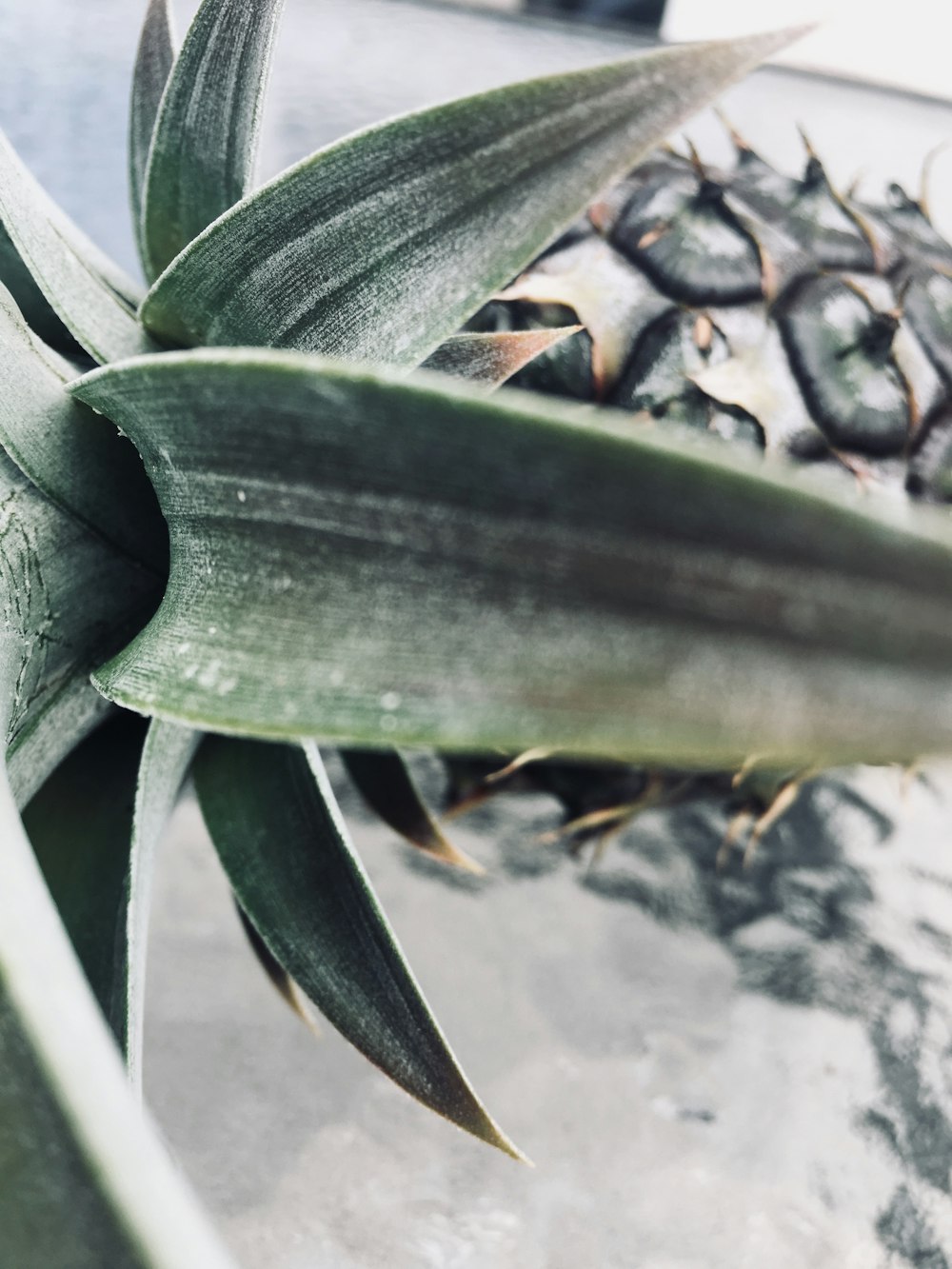 green leaf plant