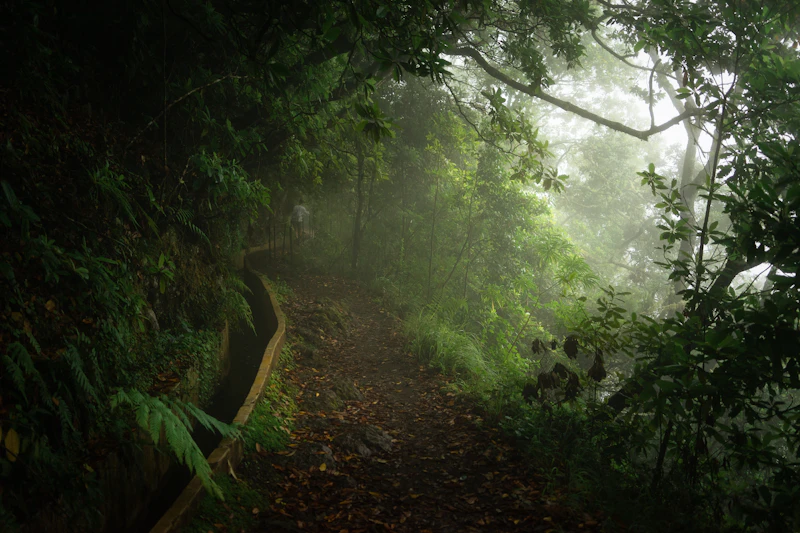 A misty path through Madeira’s laurisilva forest