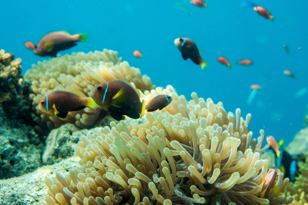 Underwater photo spot Anantara Kihavah Maldives Villas Maldives