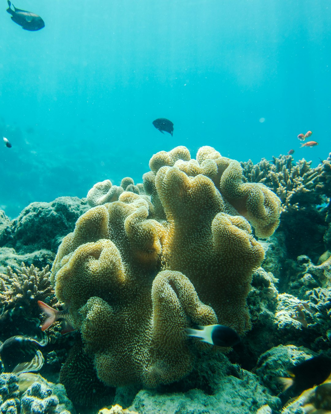 Underwater photo spot Baa Atoll Maldives