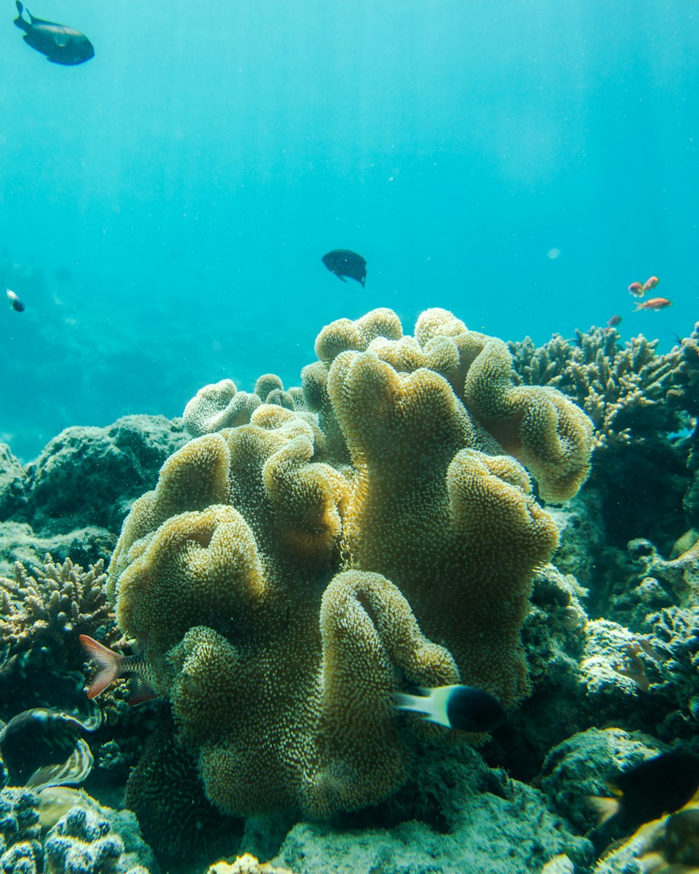 yellow sea coral in closeup photography