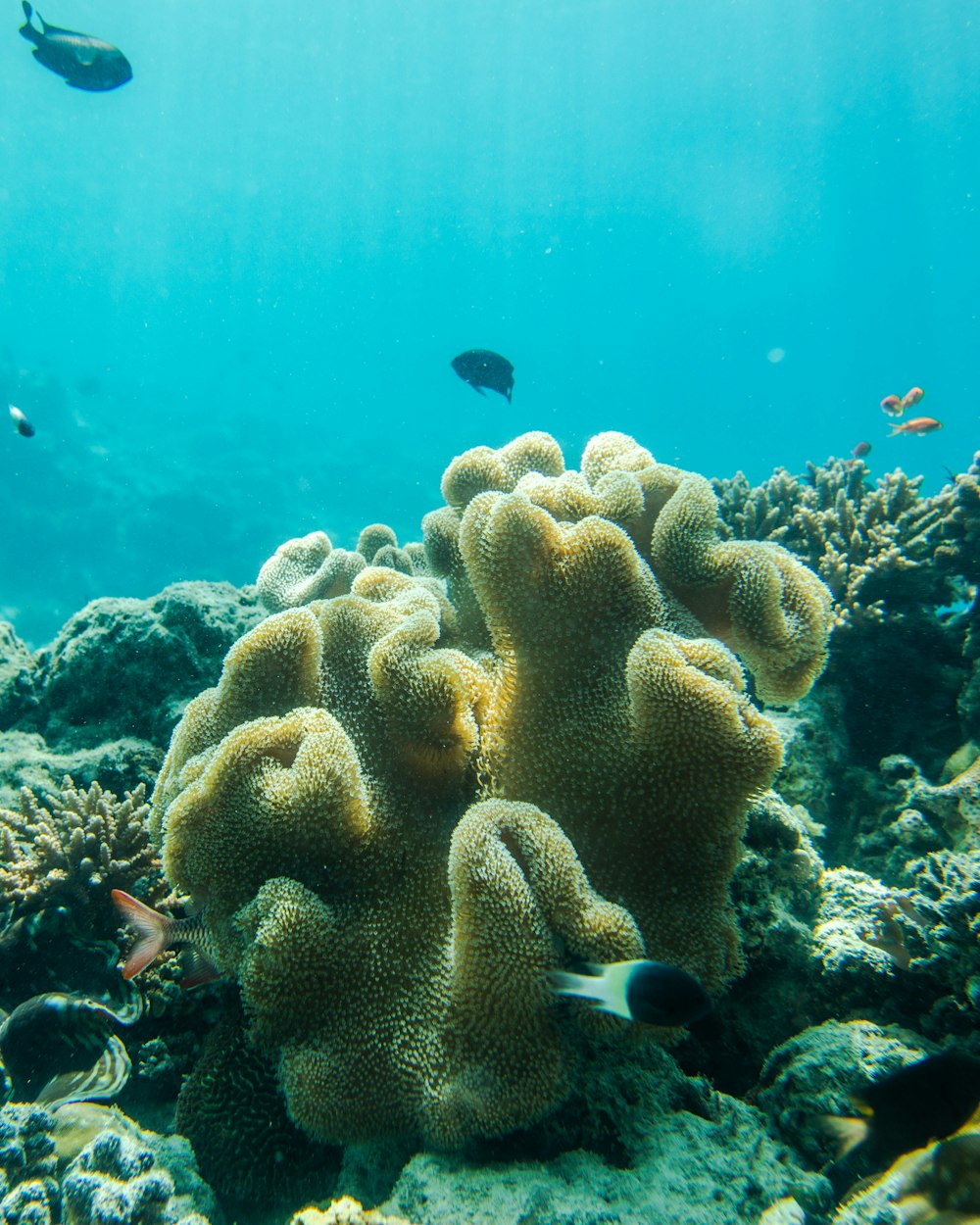 Coral marinho amarelo na fotografia de closeup