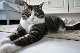 A relaxed tabby cat with black and gray stripes lounges on a patterned rug in a cozy indoor setting. The cat has white patches on its chest, paws, and part of its face. Behind the cat, there is a piece of furniture with decorative details, and a glimpse of light blue upholstery can be seen.