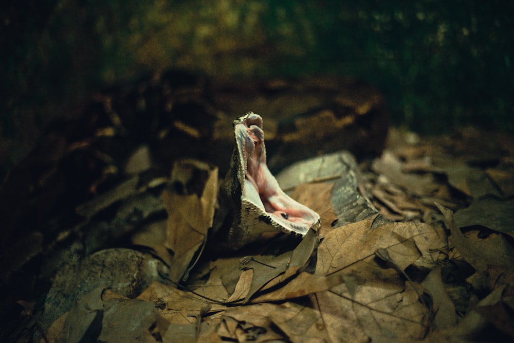 brown snake under dried leaves