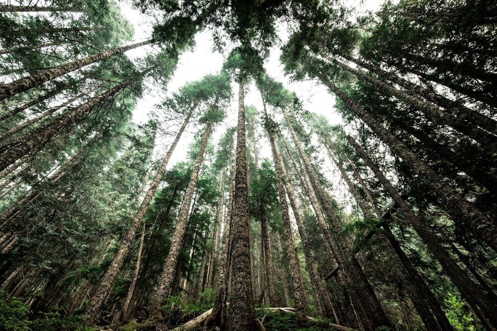 worm's eye view photo of green trees