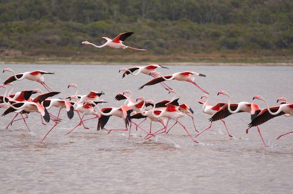 flock of flamingos on water