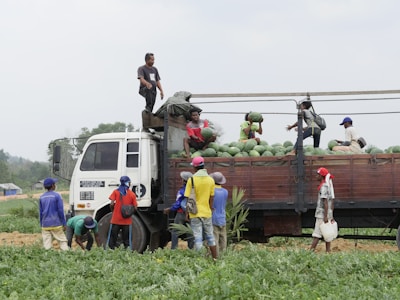 Workers are engaged in loading a truck with large green watermelons in an open field. Several people are standing on or near the truck, coordinating the loading process. The scene is set in a rural area with green vegetation surrounding the activity.