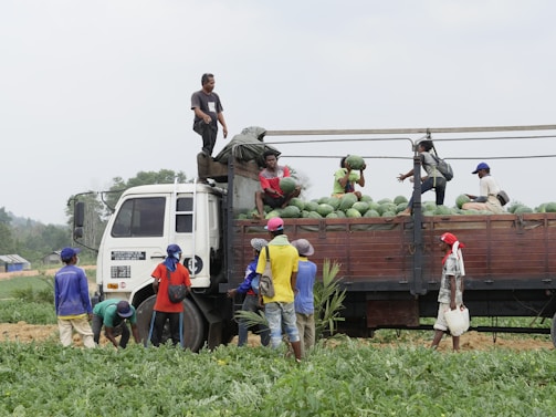 Workers are engaged in loading a truck with large green watermelons in an open field. Several people are standing on or near the truck, coordinating the loading process. The scene is set in a rural area with green vegetation surrounding the activity.