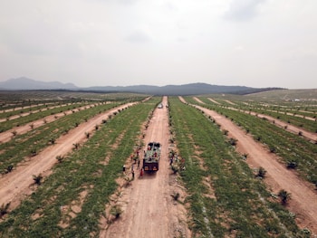 Aerial view of a large agricultural field with long rows of green crops and brown paths running parallel to each other. In the center of the image, a group of people is gathered around a truck loaded with harvested produce. The landscape extends into the distance with rolling hills under a hazy sky.