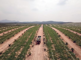 Aerial view of a large agricultural field with long rows of green crops and brown paths running parallel to each other. In the center of the image, a group of people is gathered around a truck loaded with harvested produce. The landscape extends into the distance with rolling hills under a hazy sky.