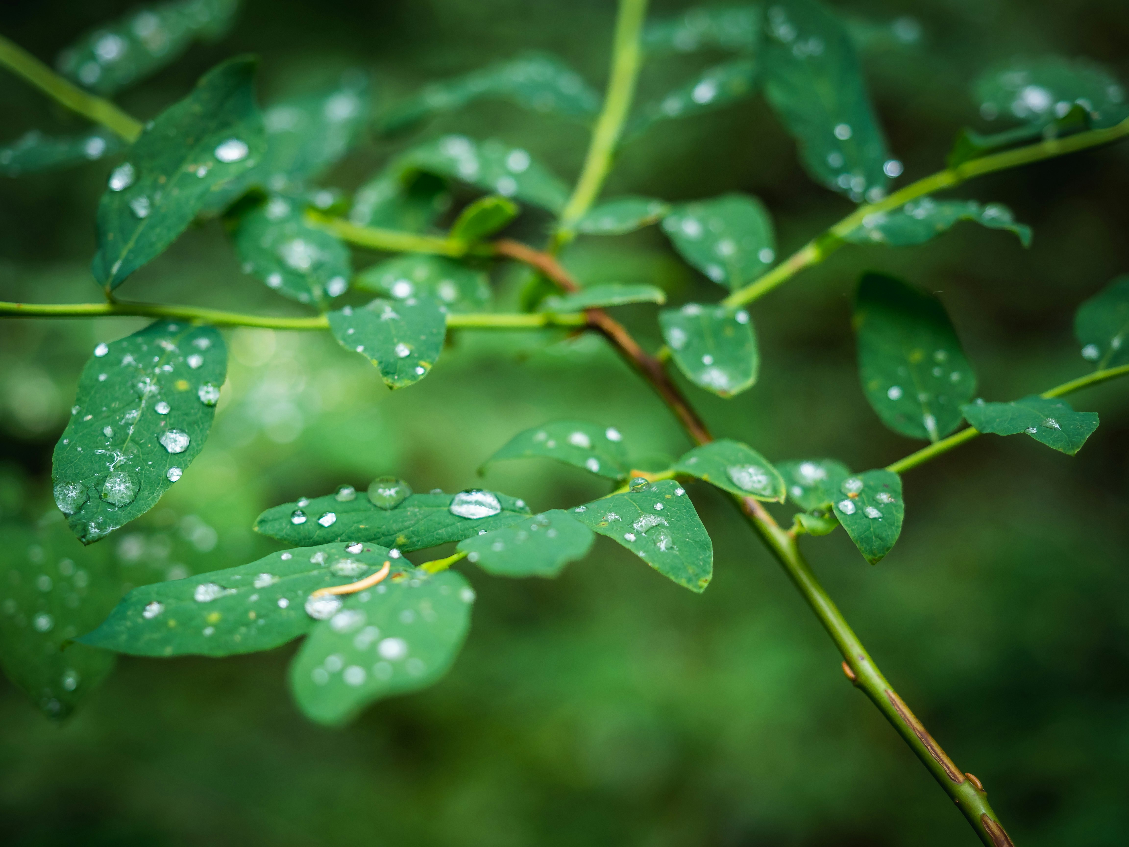 green tree