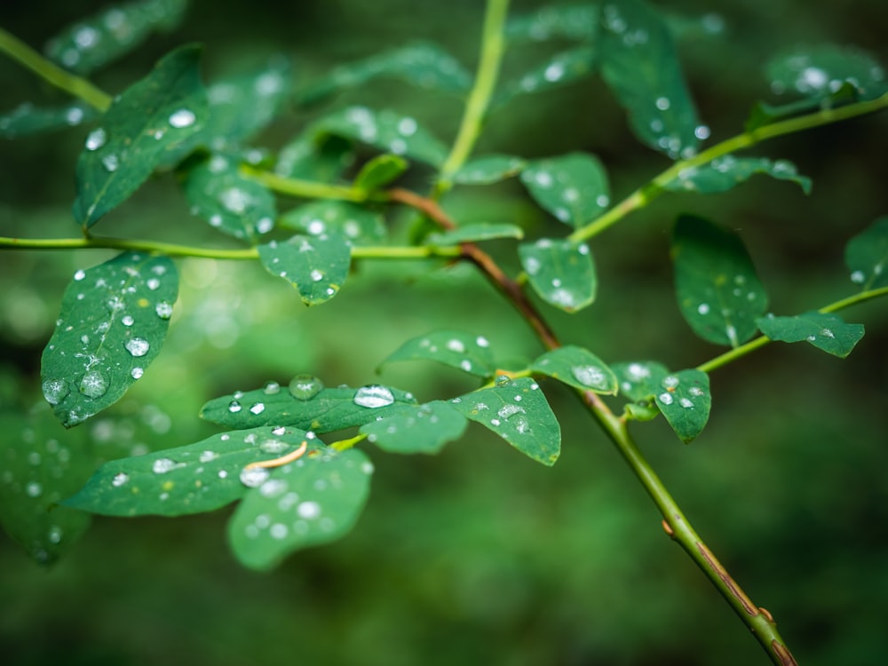 green tree