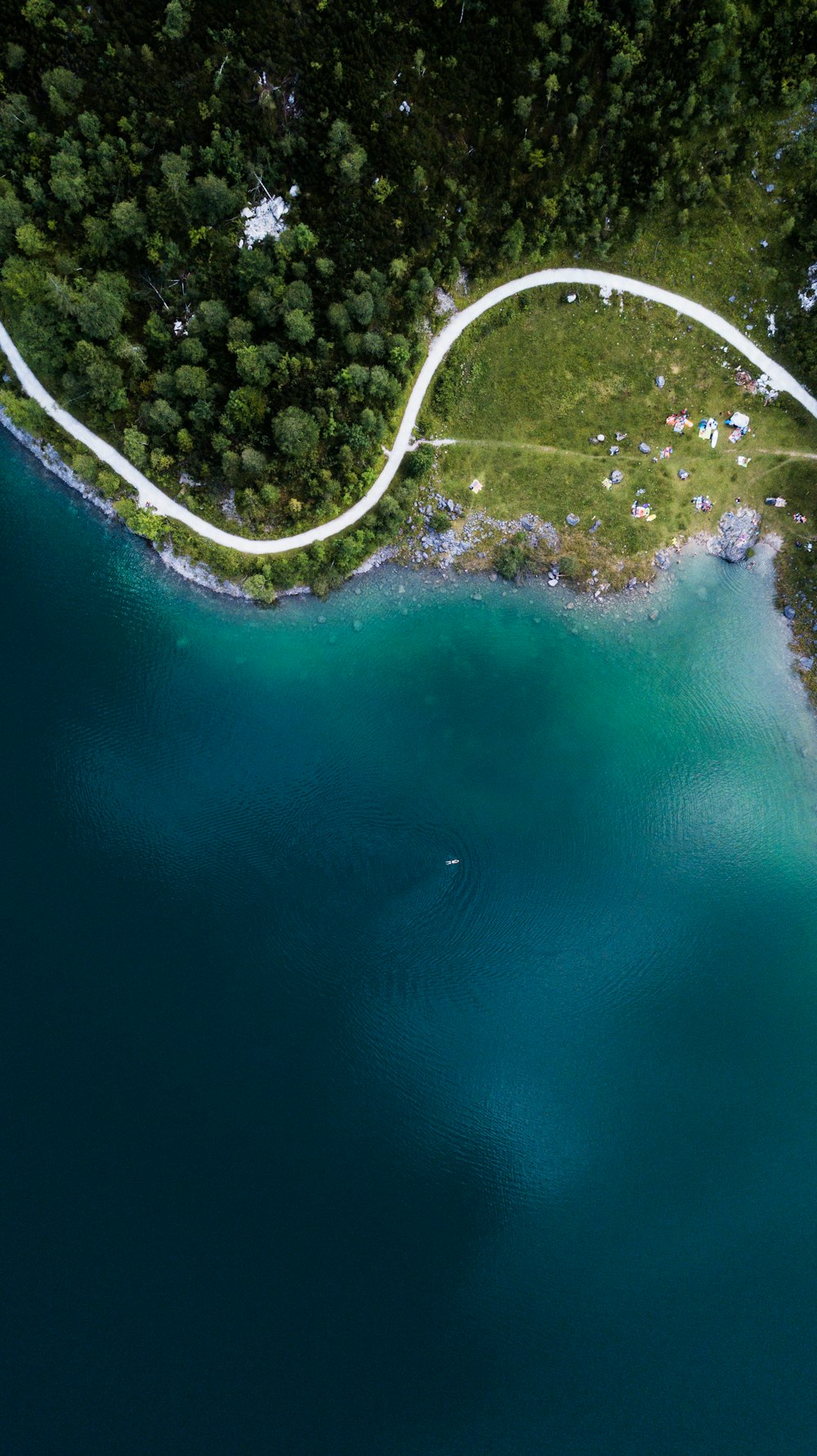 trees beside body of water