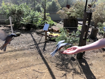 A bird is captured mid-flight near a person's outstretched hand, with another bird in the background. The setting appears to be an outdoor, nature-themed area with lots of greenery and sunlight casting shadows on the gravel-covered ground.